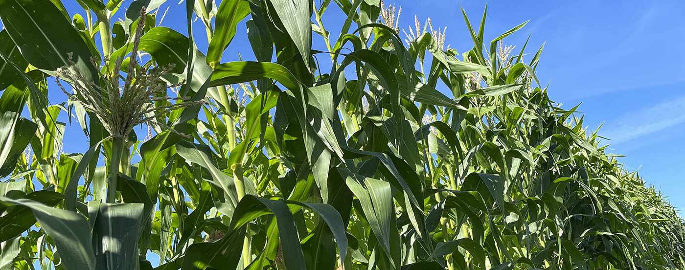 SilagePic.jpg