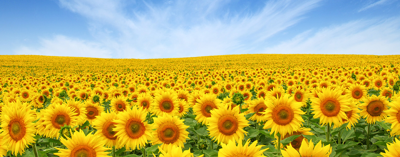 hero-sunflower.jpg